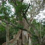沖縄の樹林