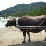 沖縄の牛車