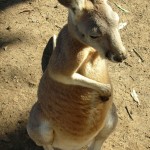 オーストラリアのカンガルー