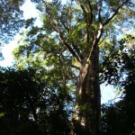 樹林の大木
