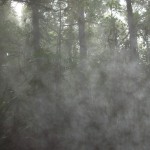 強い霧のかかった樹林
