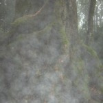 強い霧のかかった大木
