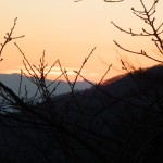 夕日と木の芽