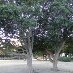 公園の木